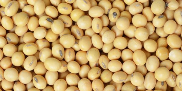 Soybeans from 미국 supplied by Cooperative Elevator Company - Round 대두