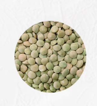 Lentils from 미국 supplied by Trinidad Benham - Fresh (=Chilled) 말린 렌틸
