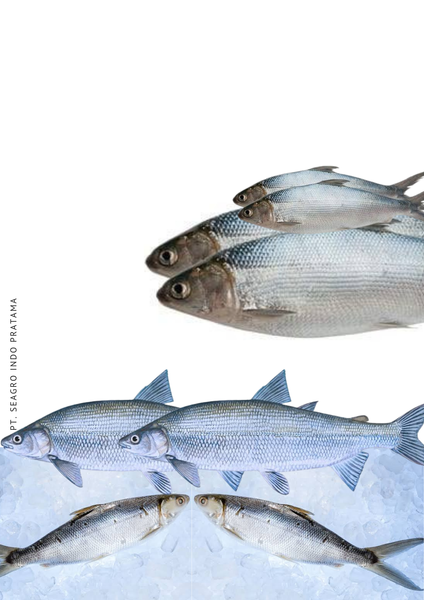 Frozen Milkfish from 인도네시아 supplied by PT. Seagro Indo Pratama - Whole - Cleaned 냉동 갯농어