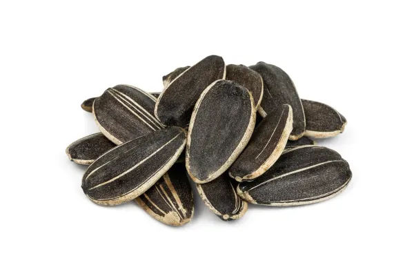Sunflower Seed from 러시아 supplied by JSC PZ Meliorator - Dried 해바라기 씨