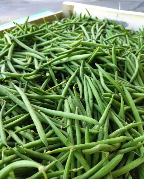 Green Beans from 프랑스 supplied by Vivy Fruits - Green 말린 일반 콩