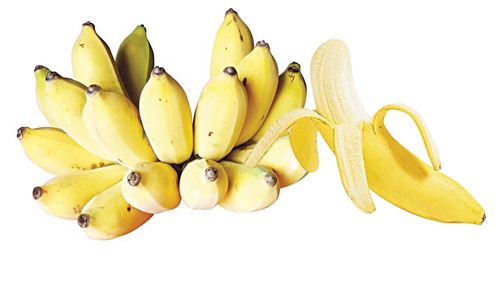 Fresh Banana from Thailand supplied by Tt Inter Fruit Co., Ltd. - Small Banana Varieties - Apple Banana (=Manzana=Manzano=Pisang susu=Latundan) Fresh Banana
