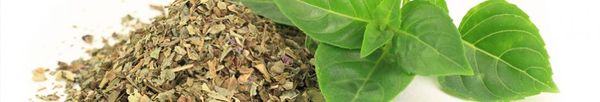 Basil from 그리스 supplied by SUN SPICES SA - Green 바질