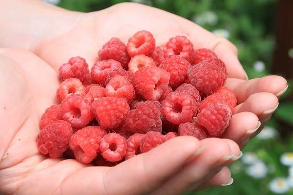 Raspberry from 영국 supplied by Angus Soft Fruits Ltd. - Red 신선 라즈베리