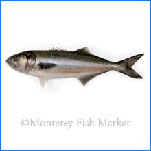 Bluefish from 미국 supplied by M.F.M. Seafood - Monterey Fish Market - With Skin (=Skin On) 냉동 블루피쉬