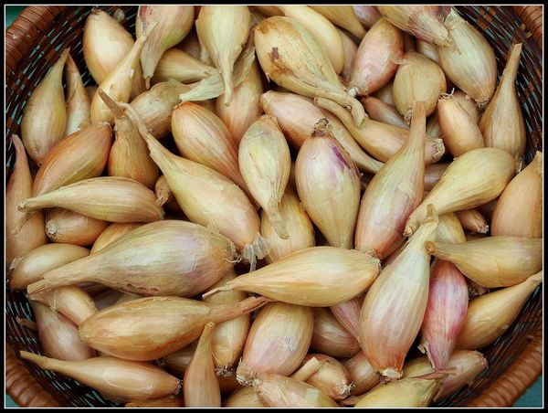 Dried Shallot from 미국 supplied by W R Hackett Inc - White 샬롯