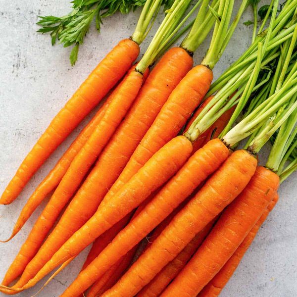 Fresh Carrot from 미국 supplied by AMERICAN BOTANICALS - Orange 신선 당근