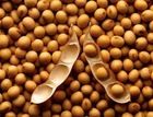 Soybean from 나이지리아 supplied by Greenweb International Resources Limited - As per customer's request 대두