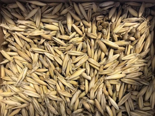 oats in shell from Russia supplied by LLC Zernica - Oats