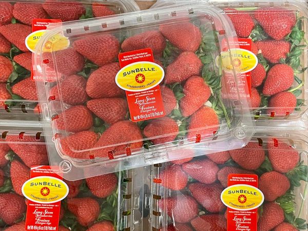 Strawberries from Chile supplied by Sun Belle Inc. - Plastic Punnets (=Clamshells) Fresh Strawberry