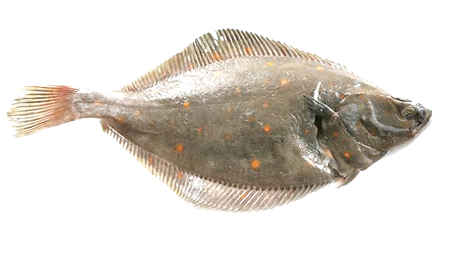 Plaice from United Kingdom supplied by Simpson Fish - Whole (=In The Round) Frozen Plaice
