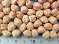 Chickpeas from 그리스 supplied by AGROLAND SA - Brown 말린 병아리콩
