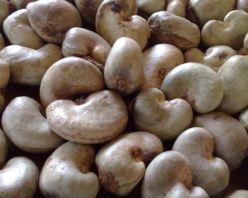 Cashew Nut from Tanzania supplied by Tanzaland Textile Ltd - 320 (≤706 kernels/kg) Raw Cashew Nut