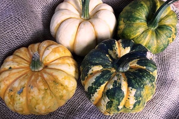 Pumpkin from Germany supplied by Hofladen Hartmann - Sour Cherry - Morello Cherry Fresh Common Pumpkin