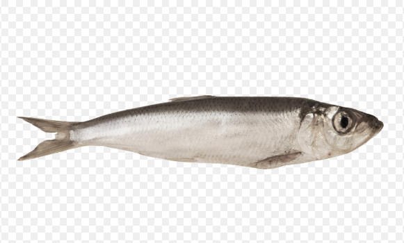 Baltic Sprat from 에스토니아 supplied by Saare Fishexport OÜ - European Sprat (=Sprattus sprattus) 냉동 스프래트