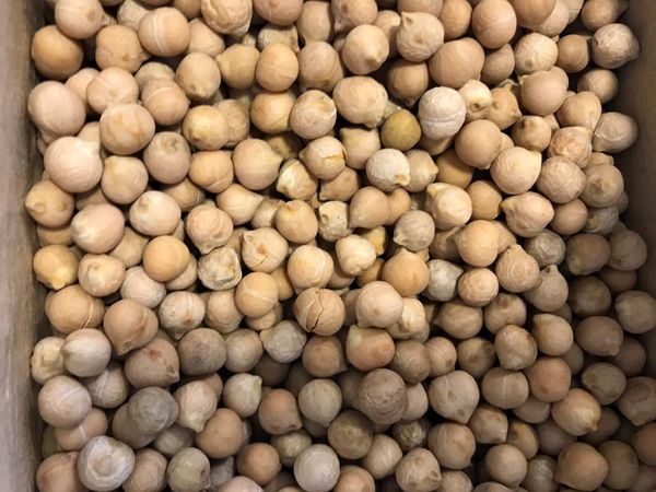 chickpea from 러시아 supplied by LLC Zernica - 말린 병아리콩