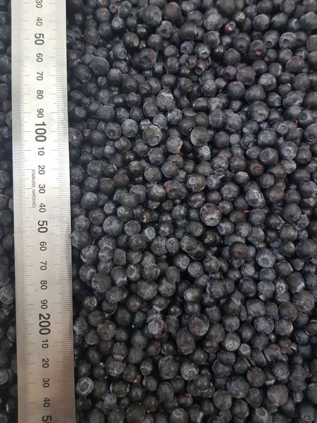 frozen blueberry from 벨라루스 supplied by FIRMA MOKA LTD - BQF (=Block Quick Freezing) 냉동 블루베리