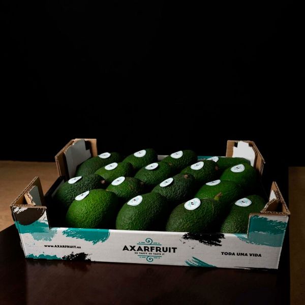 Fresh Avocado from 스페인 supplied by Axarfruit - Green 신선 아보카도