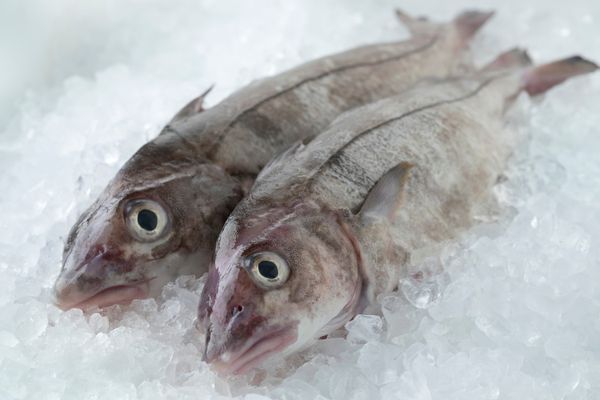 Haddock from United States supplied by East Point Lobster Co., LLC - Unspecified Fresh Haddock