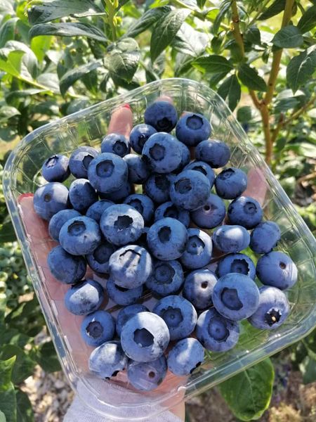 Blueberry from 세르비아 supplied by Agro Bel System d.o.o. - Fresh (=Chilled) 신선 블루베리