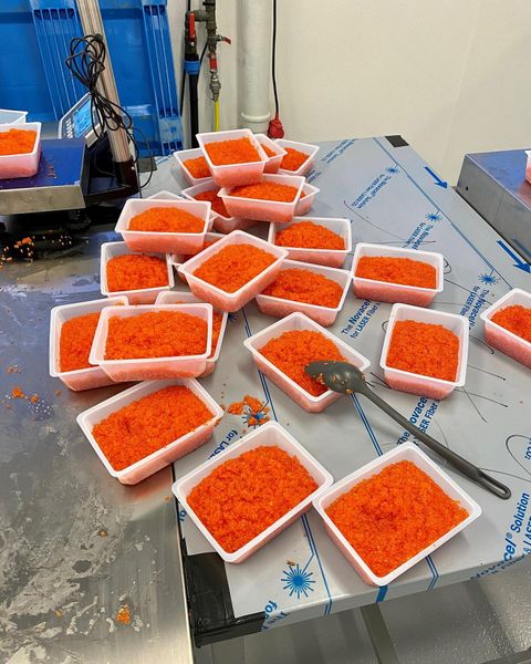 Fresh Trout Roe from 노르웨이 supplied by Firda Seafood Group AS - Roe (=Red Caviar =Ikura) 냉동 송어