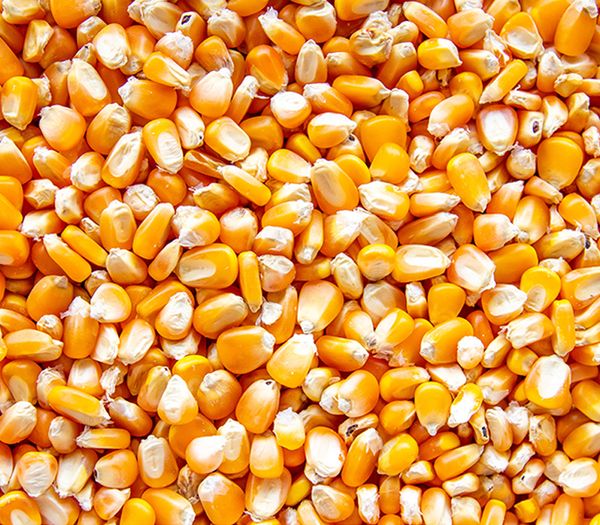 Maize from 체코 supplied by Agrodruzstvo Morkovice - Kernel 옥수수