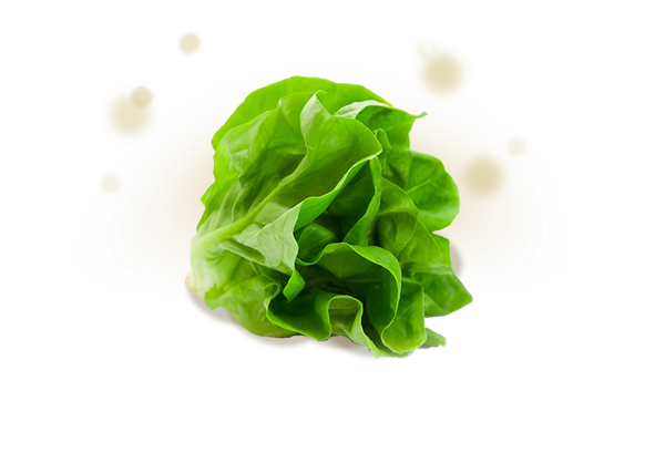 Fresh Lettuce from Israel supplied by Marina Mushrooms - Fresh (=Chilled) Fresh Lettuce