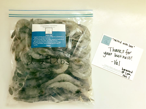 Pacific White Shrimp from 미국 supplied by Urban Seas Aquaculture - White Shrimp (=Litopenaeus setiferus=Penaeus setiferus=Atlantic White Shrimp=Gray Shrimp=Lake Shrimp) 새우 가공품
