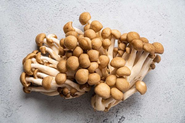 fresh shimeji mushroom from 폴란드 supplied by Przedsiębiorstwo Prywatne Biegpol - Whole 시메지버섯