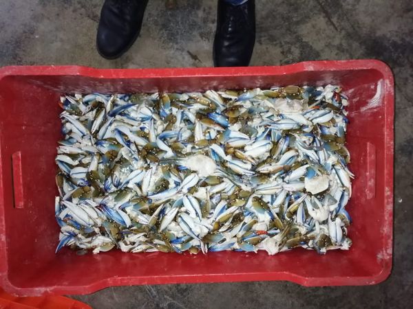 Blue Crab (Chesapeake Blue Crab ,Atlantic Blue Crab,Jaiba ) from 멕시코 supplied by Exotic Euro Import SA DE CV - Vacuum Pouches 냉동 게