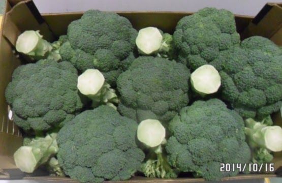 Broccoli from 스페인 supplied by Fruklas SL - Whole 신선 브로콜리 꽃