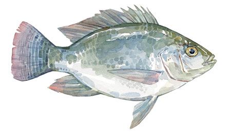 Tilapia from 벨기에 supplied by Thalassa Seafoods - Whole (=In The Round) 냉동 틸라피아