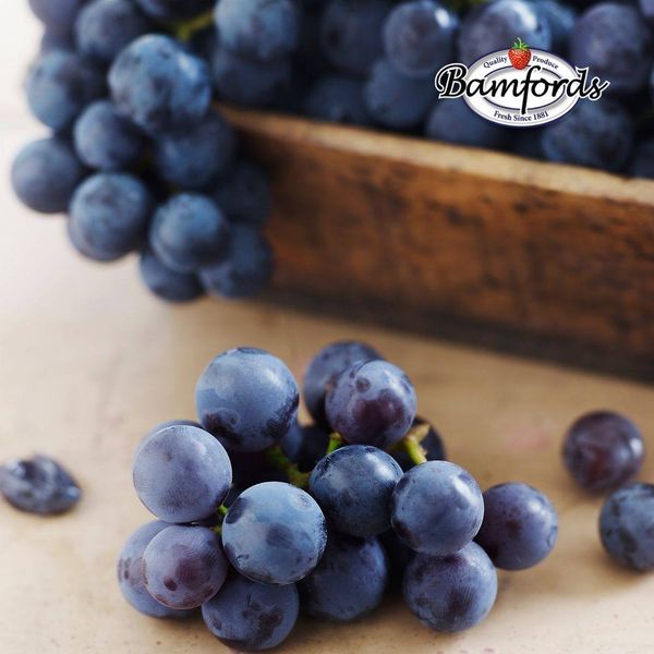 Fresh Blueberry from 캐나다 supplied by Bamford Produce Company Limited - 진한 파란색 신선 블루베리