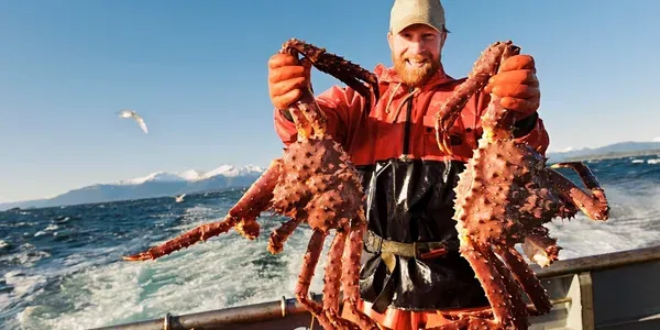 King Crab Legs Red from United States supplied by Alaskan Catch Seafoods Inc - King Crab - Red King crab (=Paralithodes camtschaticus=Alaskan King crab=Kamchatka Crab) Fresh Crab