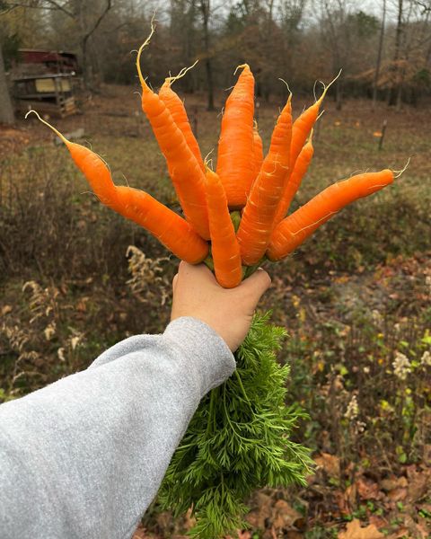 Carrots from 미국 supplied by Bio Way Farm LLC - Orange 신선 당근