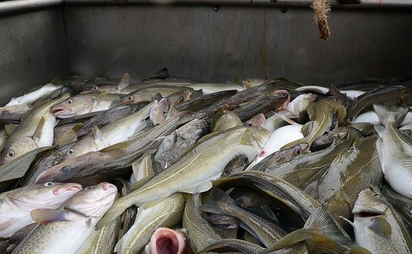 Fresh Cod from United Kingdom supplied by Grimsby Fish Market - Fresh (=Chilled=Raw) Fresh Cod