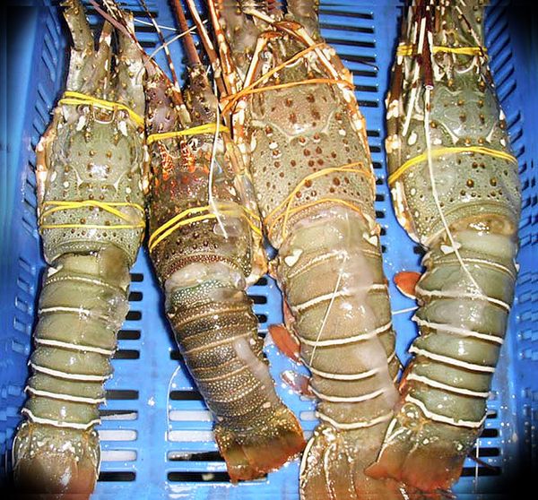 Frozen Lobster from United Arab Emirates supplied by Perfect International Fish Processing LLC - Spiny Lobster Group Fresh Common Lobster