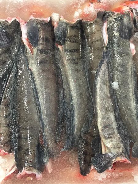 Fresh Haddock from 노르웨이 supplied by John Greger AS - Headed (=Head Off=Headless) 냉동 해덕