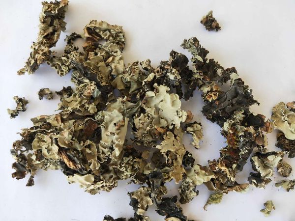 Stone flower (kalpasi) from 나이지리아 supplied by Tolison International Limited - Non-organic 기타