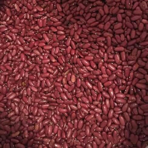 Lentil from Ethiopia supplied by Yeshambel Mengesha Import & Export - Green Lentil Dried Lentil