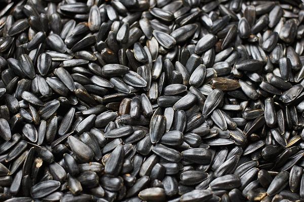 Sunflower Meal from Russia supplied by LLC Sigma Holding - Sunflower Seed Meal