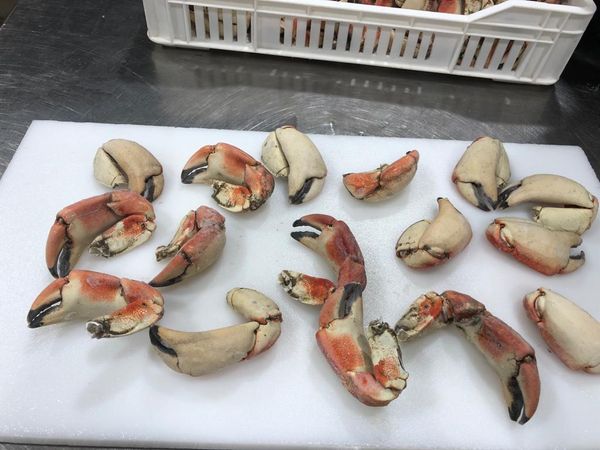 Rock Crab from 칠레 supplied by Comercial Valrey SA - Mola Rock Crab (=Metacarcinus edwardsii=Chilean Rock Crab) 냉동 게