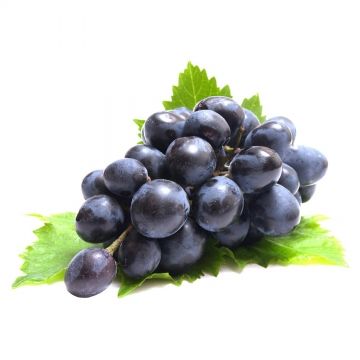 Fresh Grape from Moldova supplied by Elit Fruct SRL - Codreanca Fresh Grape