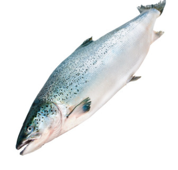 Frozen Salmon from 카자흐스탄 supplied by Kingfisher - Whole (=In The Round) 연어