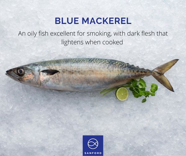 Blue Mackerel from 뉴질랜드 supplied by Sanford Limited - With Bone 냉동 고등어