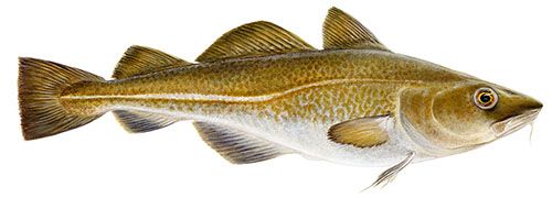 Dried Saithe from Iceland supplied by LANGA - Dried Coalfish