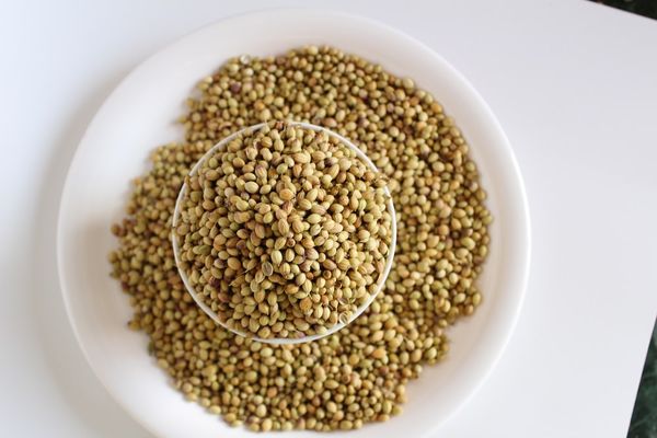Roasted Coriander Seed from 불가리아 supplied by First May JSC - Coriander Seed 고수