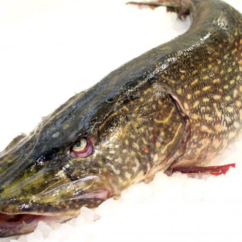 Pike from 에스토니아 supplied by AS JAPS - With Bone 냉동 파이크