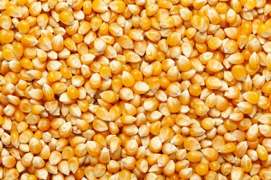 corn from Ukraine supplied by Trade House "Eco Leader" LLC - Yellow Maize (Corn)