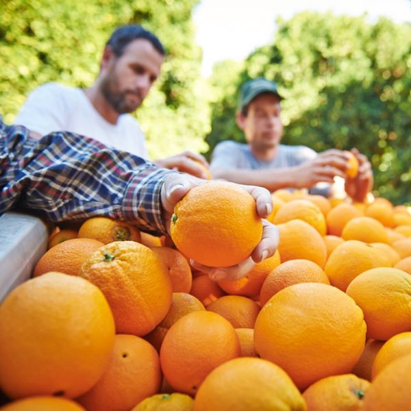 Mandarin from United States supplied by Sunkist Growers Inc. - Fresh Mandarin